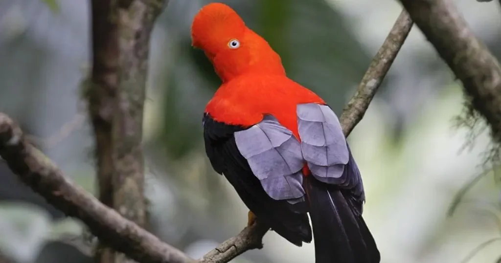 galo da serra