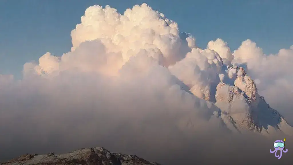 canabidiol para cachorro preço