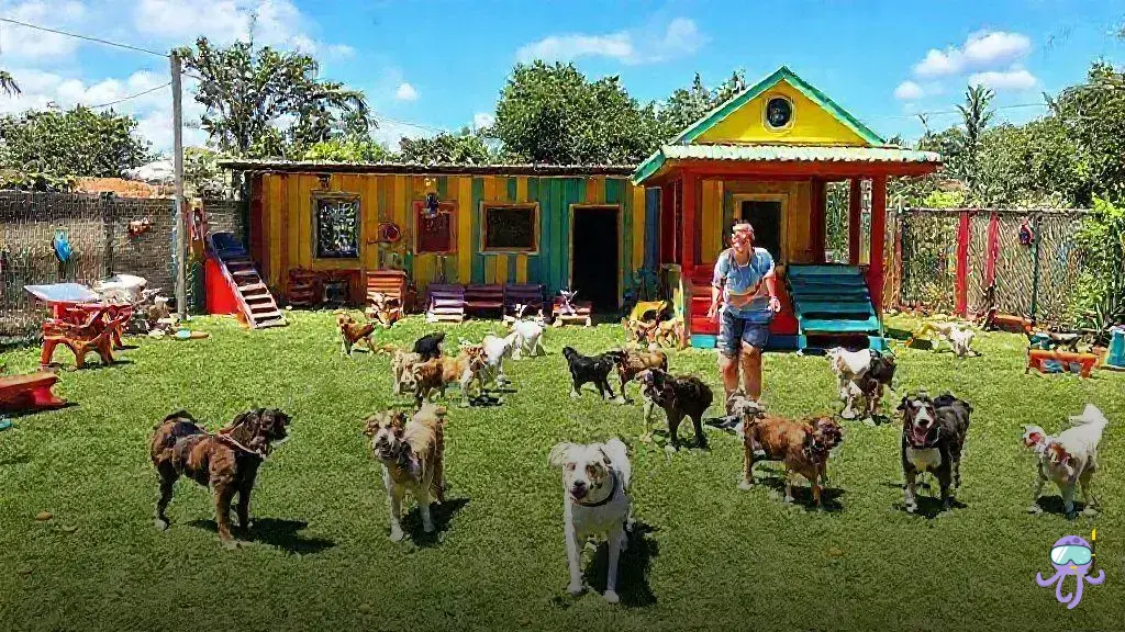 creche para cachorro florianopolis